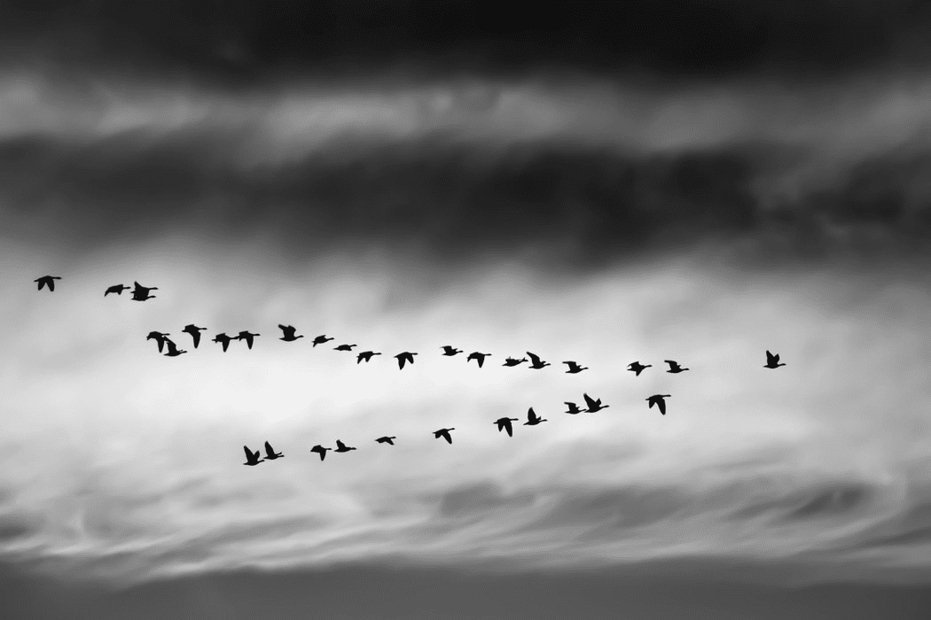 Like birds, websites also need migration to survive